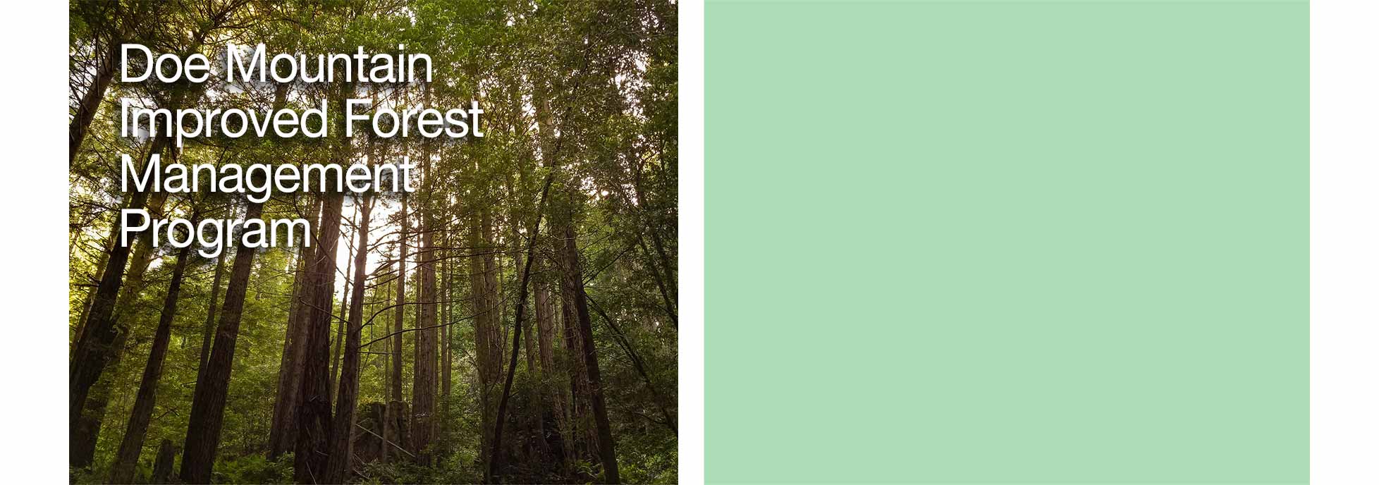 Willits Wood Improved Forest Management Program